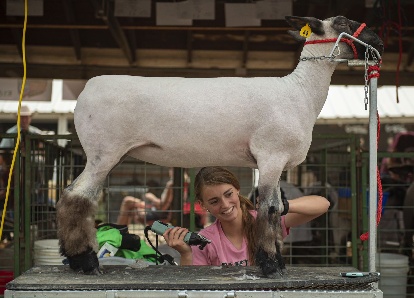 All sheeps and sizes at the Cassia County Fair